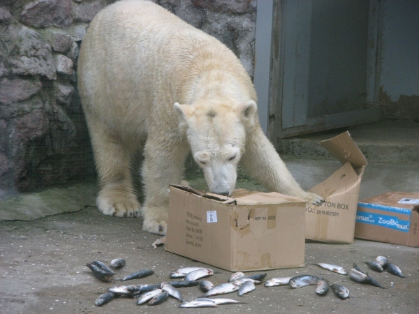 В Николаевском зоопарке празднуют 10-летие белой медведицы Зефирки - 