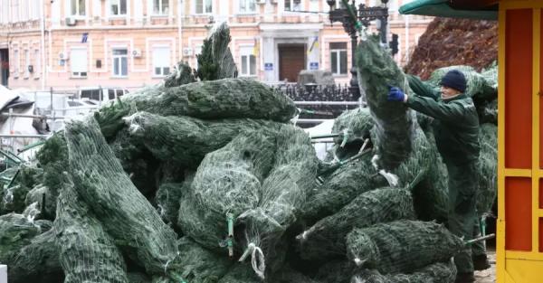 На Софийскую площадь в Киеве свезли десятки деревьев для монтажа главной новогодней елки - 