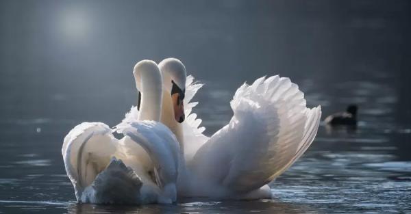В Запорожье жители добились спасения лебедей, которые попали в ледяной капкан - 