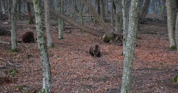   В "Парке хищников" Хмельницкой области 15 медведей залегли в зимнюю спячку - 