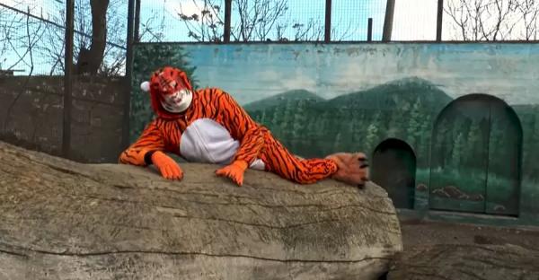 Директор одесского зоопарка снял новогодний клип, в котором сыграл сбежавшего из клетки тигра - 