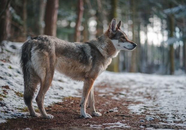 В Киеве в ботсаду на Печерске заметили волчицу: как она туда попала. 