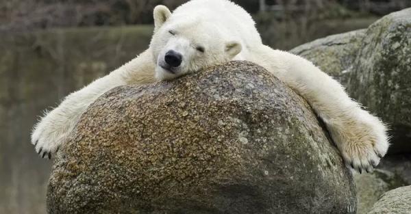 В Берлинском зоопарке умерла белая медведица Катюша  - 