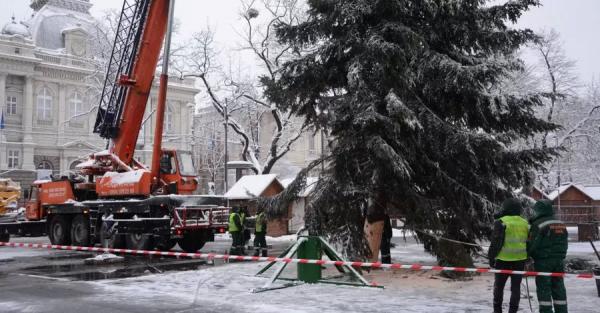 Главной елкой Львова стало дерево, 35 лет назад привезенное из Карпат - 