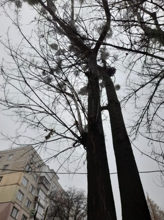 В Киеве на женщину упала ветка с дерева