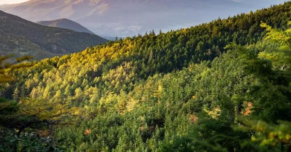 В Украине высадили почти 250 миллионов деревьев за год - 