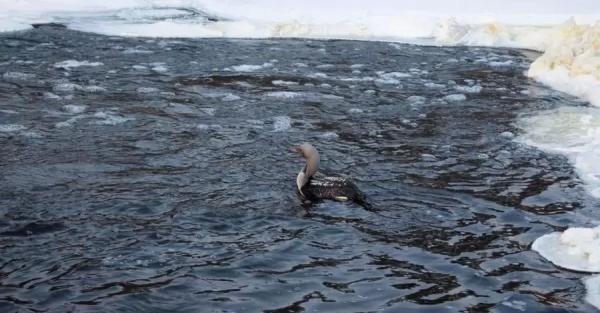 В заповеднике «Древлянский» спасли редкую птицу гагару полярную, которая гнездится на Аляске - 