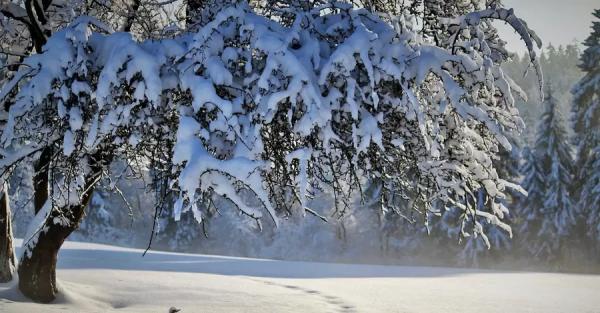 В Укргидрометцентре предупредили о непогоде: порывистый ветер, мокрый снег и гололедица - 