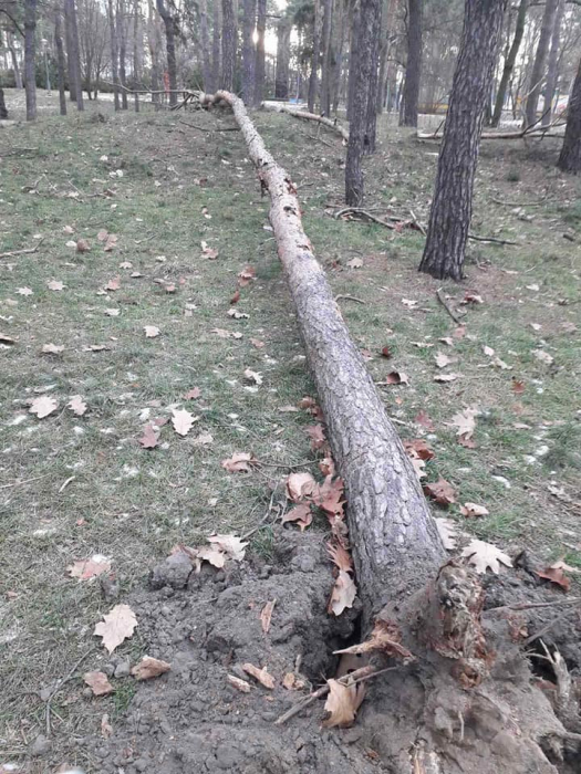Начиная со вчерашнего дня ветер повалил в Киеве почти 80 деревьев