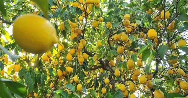 Диетолог развеяла миф о том, что лимон является лучшим источником витамина С - Life