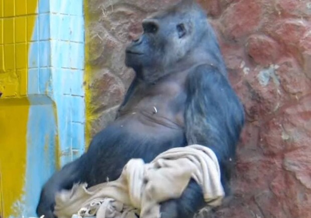 В зоопарке Киева горилла Тони уничтожил подарок из Германии. 