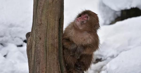 В харьковском зоопарке показали, как японские макаки радуются снегу - Life