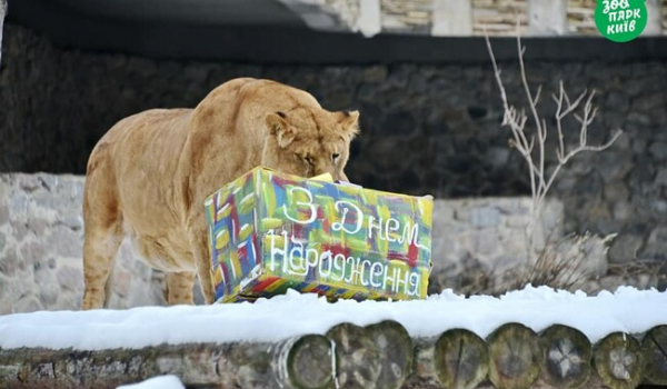 Львы из киевского зоопарка отметили день рождения праздничной "охотой" - Life