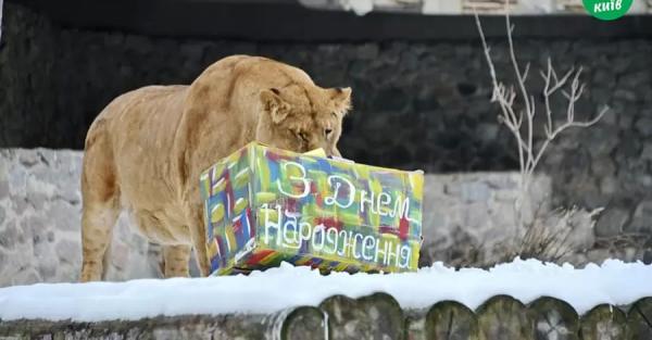 Львы из киевского зоопарка отметили день рождения праздничной "охотой" - Life