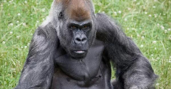 В зоопарке Атланты умер Оззи — самый старый в мире самец гориллы - Life