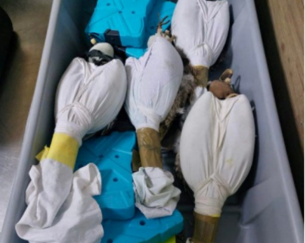 Двух изъятых из багажа в аэропорту “Борисполь” соколов выпустили на волю (видео)