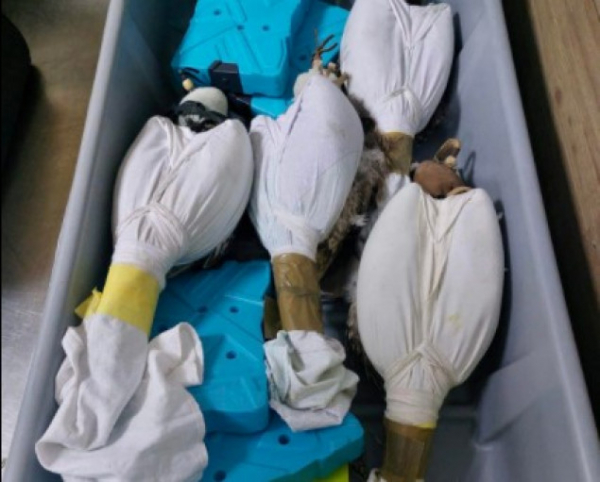 Киевские таможенники предотвратили незаконный вывоз живых соколов в Катар (фото, видео)