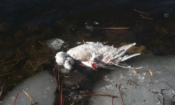 Лебедю, жившему в парке на Березняках, оторвали голову.