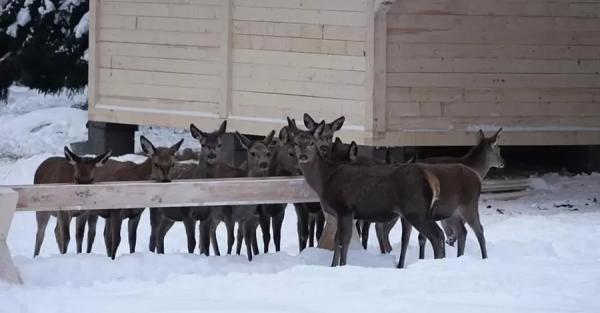 Закарпатский энтузиаст купил 30 оленей, чтобы выпустить в леса Карпат  - Life