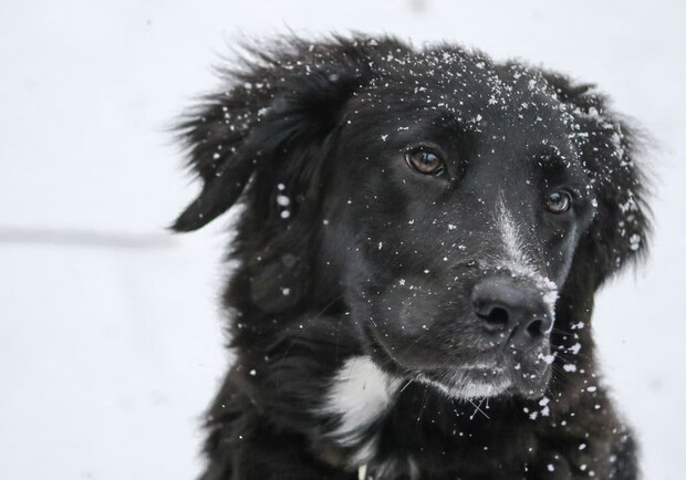 На Киевщине мужчина спас жизнь собаке, которая упала под лед. 