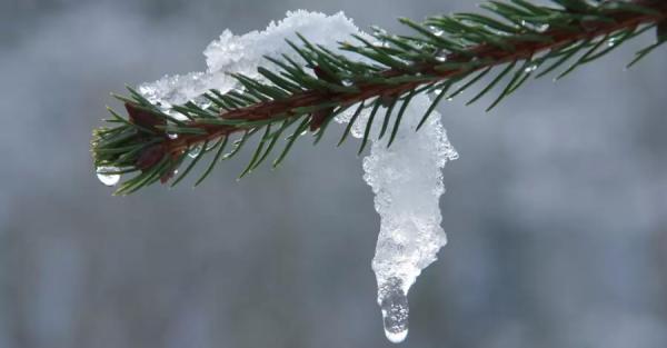 В январе в Киеве зафиксировали четыре температурных рекорда и рекордную скорость ветра - Life