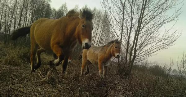  В Чернобыльском заповеднике сфотографировали  малышей лошадей Пржевальского - Life