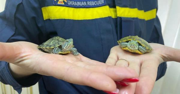 В пожарную часть подбросили двух черепах - спасатели передали их Одесскому зоопарку - Life