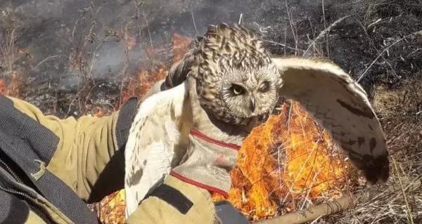 Сову спасли во время пожара сухой травы ужгородские пожарные - Life