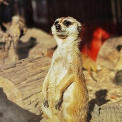 Зоопарк в Ровно снова заработает: людей просят прийти, чтобы у животных была еда - Life