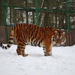 Зоопарк в Ровно снова заработает: людей просят прийти, чтобы у животных была еда - Life