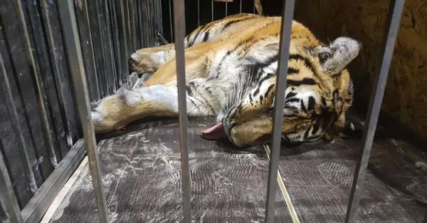  Волонтеры эвакуировали из Конче-Заспы брошенного тигра, еще один хищник ждет спасения в Гостомеле - Life