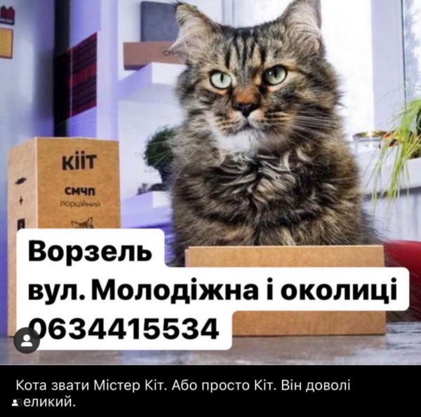 Переселенцы из-под Киева: Нашу точку с кофе во Львове сделал популярной пропавший кот - Life