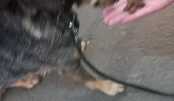 Мужчина с собакой пять суток шел пешком из Мариуполя в Запорожье фото - Life