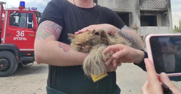 В Бородянке спасли кота, найденного в разрушенной высотке над пропастью в семь этажей - Life