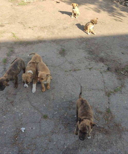 Заповедник на Хортице: Нас беспокоят заброшенные собаки, которые охотятся на острове - Life
