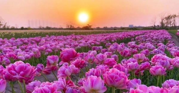 Хозяйка долины тюльпанов: Во время войны люди начали замечать красоту и цветы вокруг - Life