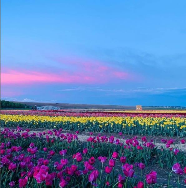 Хозяйка долины тюльпанов: Во время войны люди начали замечать красоту и цветы вокруг - Life