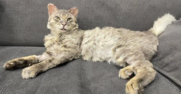 Обгоревший кот из Андреевки, чье фото облетело мир, выздоровел - Life
