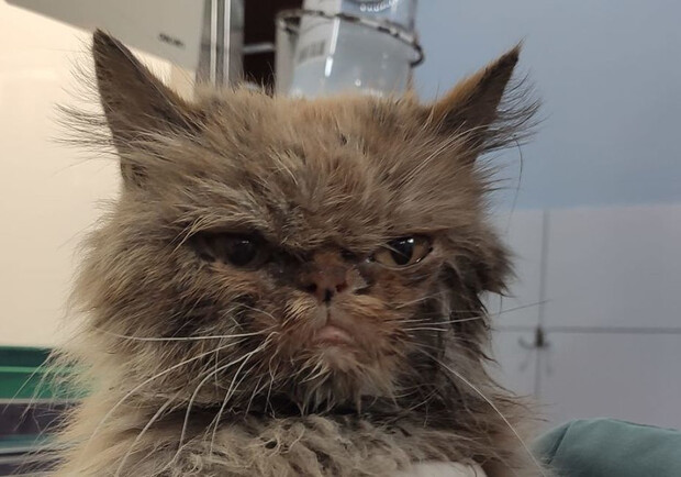 Кошке Шафе из Бородянки, которую спасли с 7 этажа высотки, нашли новый дом. 