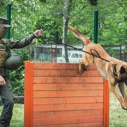 Брошенный оккупантами пес Макс теперь служит в рядах Нацгвардии Украины - Life