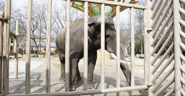 Киевский зоопарк открыл свои двери для посетителей - Life