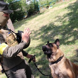 Брошенный оккупантами пес Макс теперь служит в рядах Нацгвардии Украины - Life