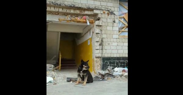 В Бородянке собака два месяца ждет под разрушенным домом своих хозяев - Life