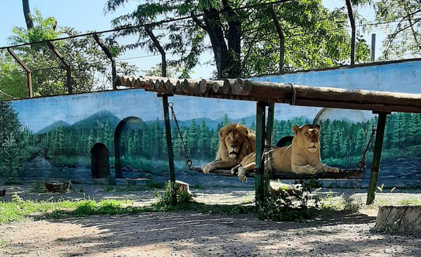 Директор Одесского зоопарка: Наши животные не знают о войне, даже сирен не боятся  - Life