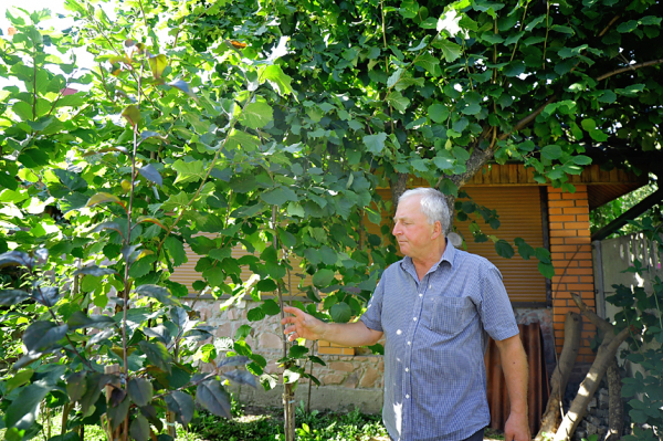 На одном дереве по шесть сортов: супруги из Житомира не бросили сад даже во время войны - Life