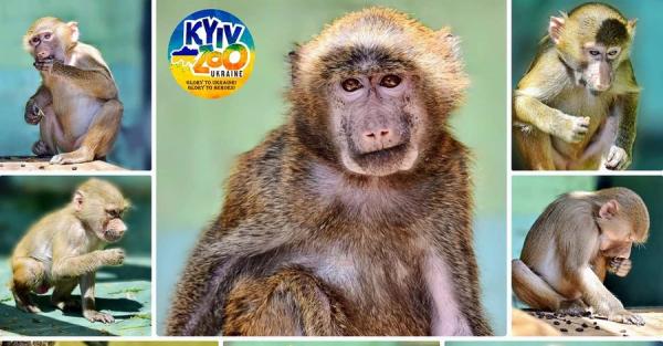 Киевский зоопарк показал, как за три месяца изменились спасенные из Ясногородки обезьяны - Life