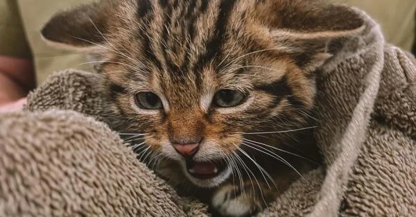 В Одесской области спасли трех котят краснокнижного лесного кота - Life
