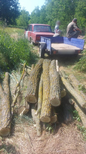 
Мешканців Заворичів упіймали «на гарячому» за незаконною вирубкою дерев. ФОТО	