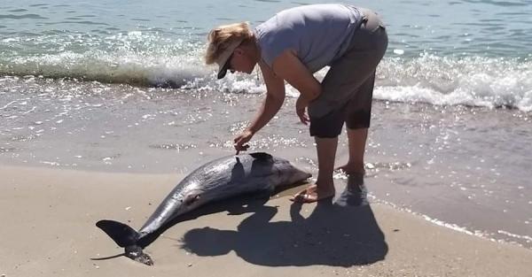 Одесские ученые сообщили о гибели четырех дельфинов в Черном море - Life