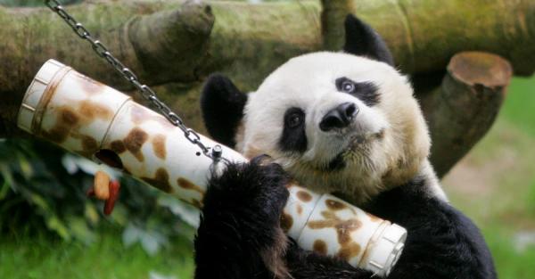 В Гонконге умер самый старый в мире самец панды – ему было 35 лет - Life